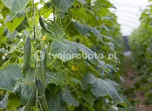 Pracownik zbioru ogórków