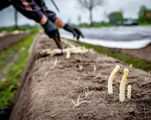Zbiór szparagów