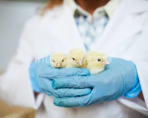 Pracownik szczepienia kurczaków