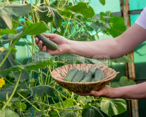 Pracownik zbioru ogórków