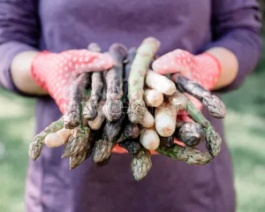 Pracownik zbiorów szparagi 