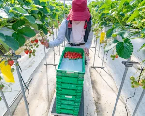 Pracownik zbioru truskawek 