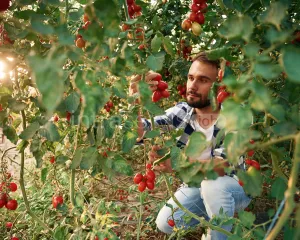 Zbiór pomidorów koktajlowych